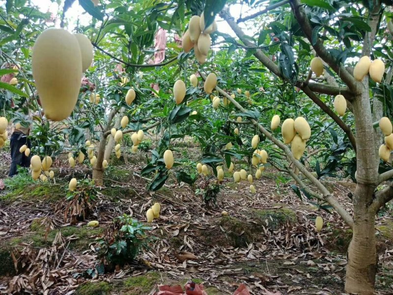 芒果（象牙芒）