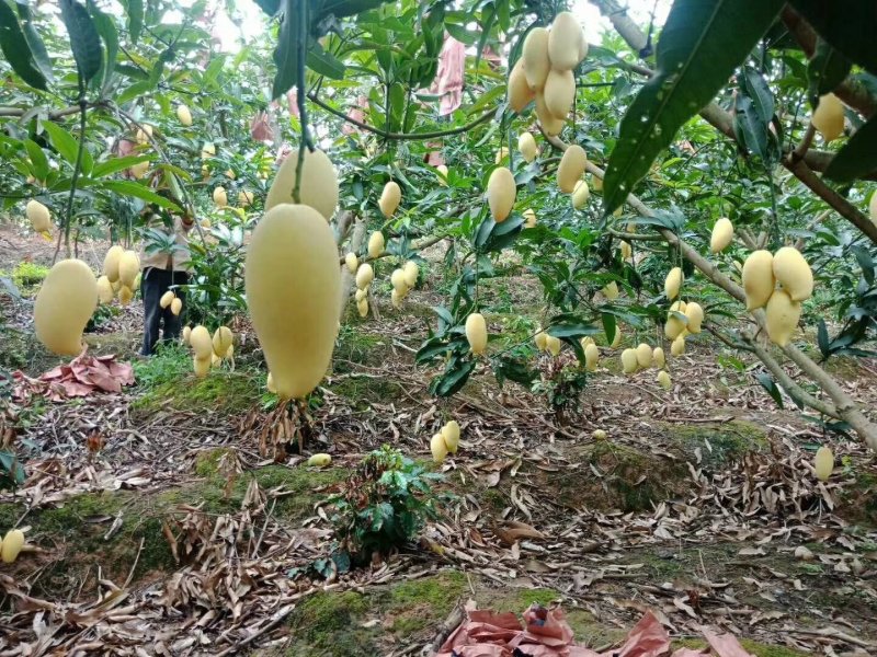 芒果（象牙芒）