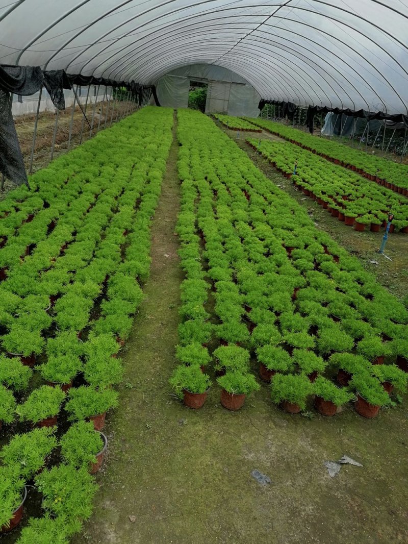 出售佛甲草，双色杯佛甲草，爆盆佛甲草基地直销佛甲草