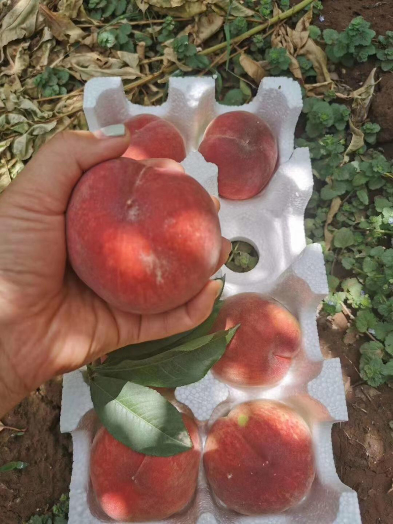 突围水蜜桃一件代发大量供应