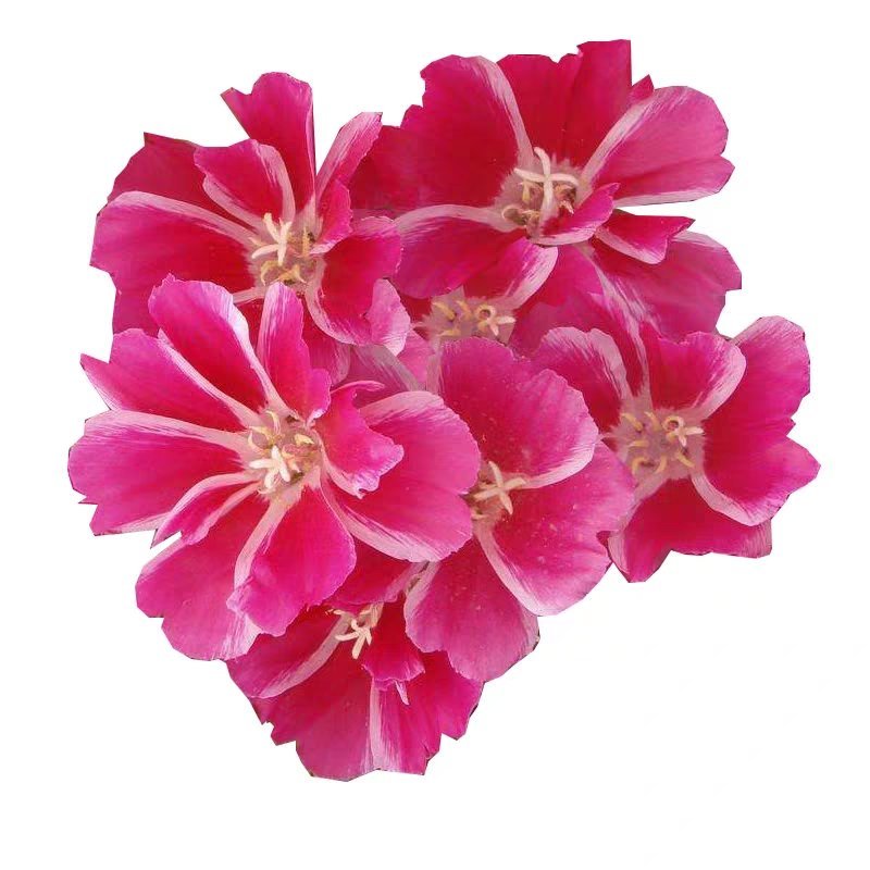 古代稀种子送春花四季播种妙植种子室内阳台盆栽易种