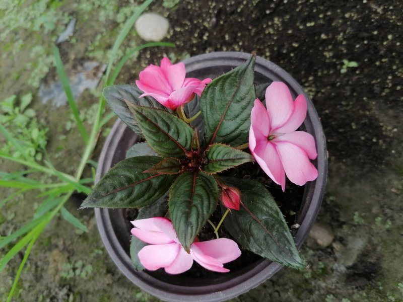 出售凤仙花各色凤仙花洋凤仙双色杯货源充足