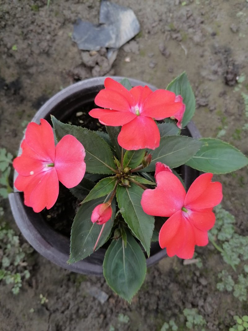 出售凤仙花各色凤仙花洋凤仙双色杯货源充足