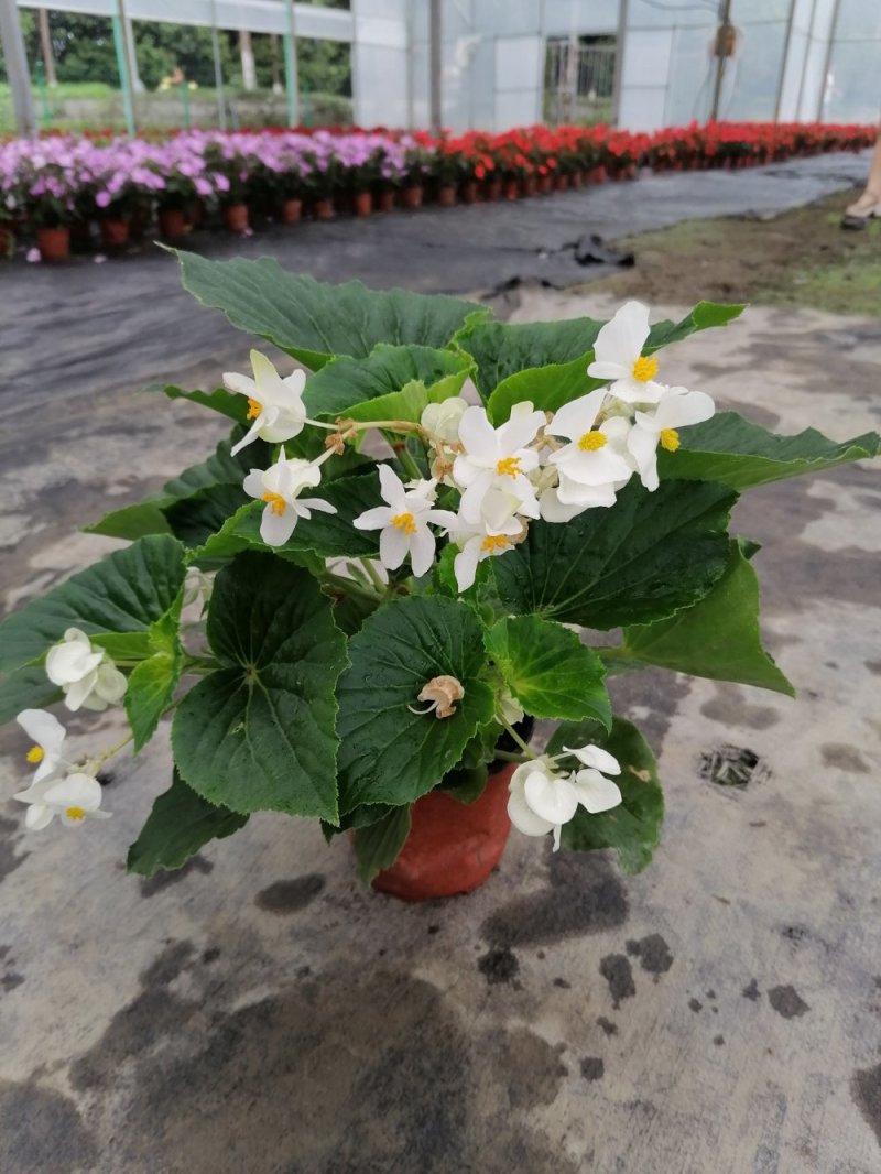 出售凤仙花各色凤仙花洋凤仙双色杯货源充足