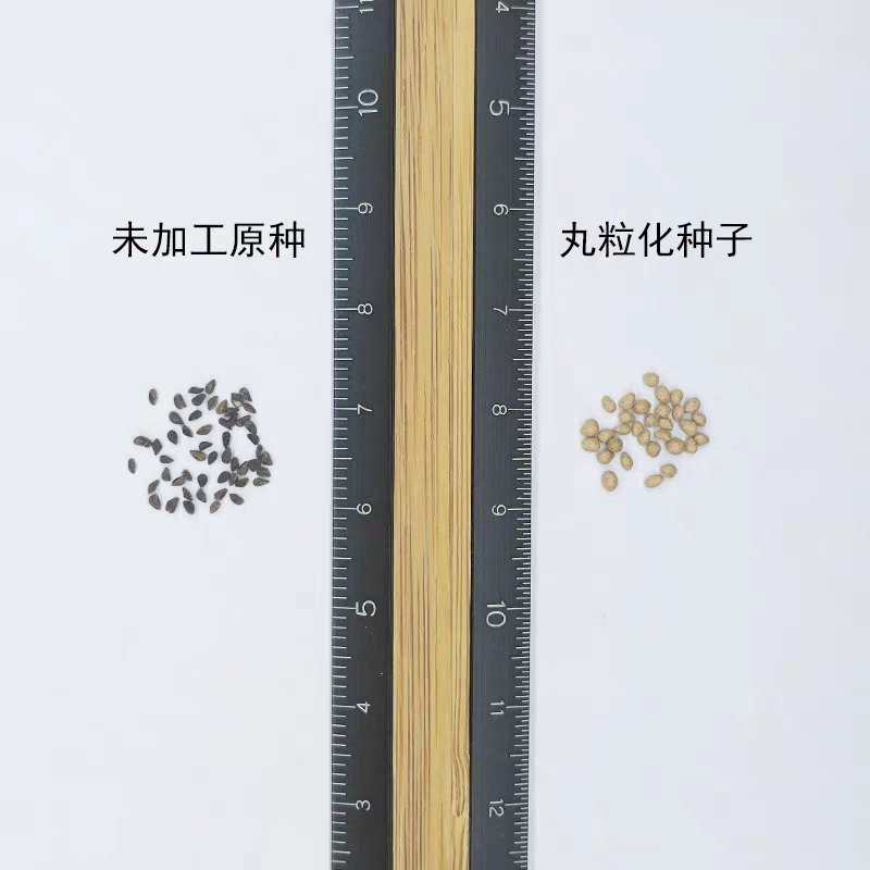 古代稀种子送春花四季播种妙植种子室内阳台盆栽易种