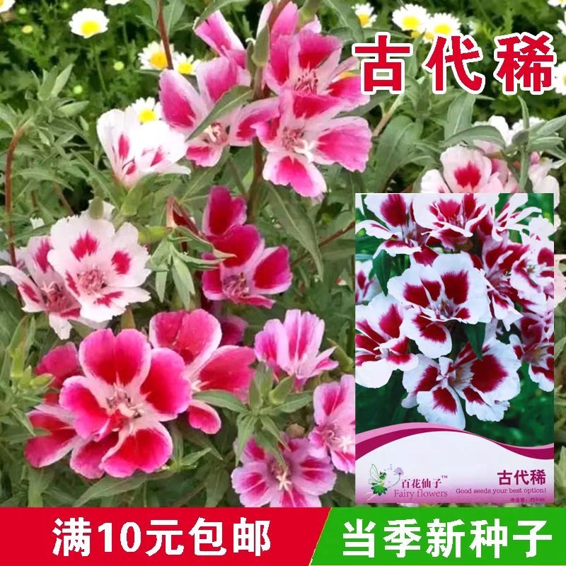 古代稀种子送春花四季播种妙植种子室内阳台盆栽易种