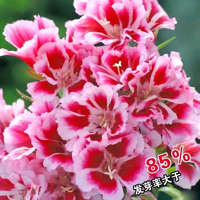 古代稀种子送春花四季播种妙植种子室内阳台盆栽易种