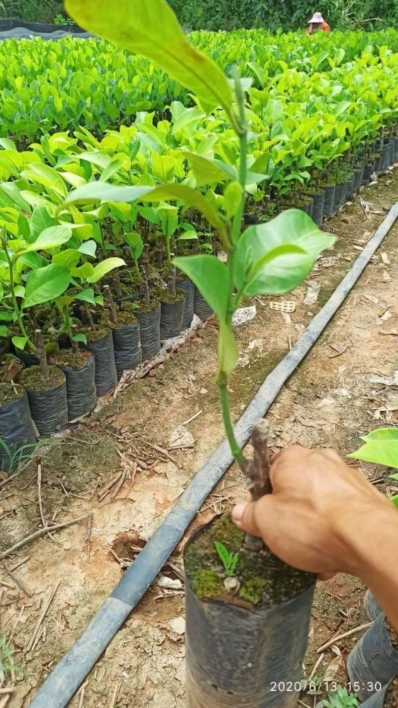 榴莲蜜苗榴莲蜜树苗营养袋苗带土发货