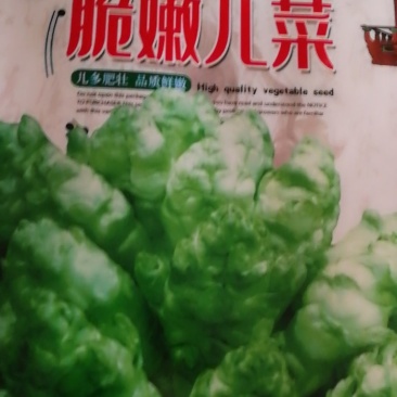 脆嫩儿菜中晚熟儿多肥壮品质鲜嫩味甜美无苦味肉白嫩脆优质。