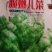 脆嫩儿菜中晚熟儿多肥壮品质鲜嫩味甜美无苦味肉白嫩脆优质。