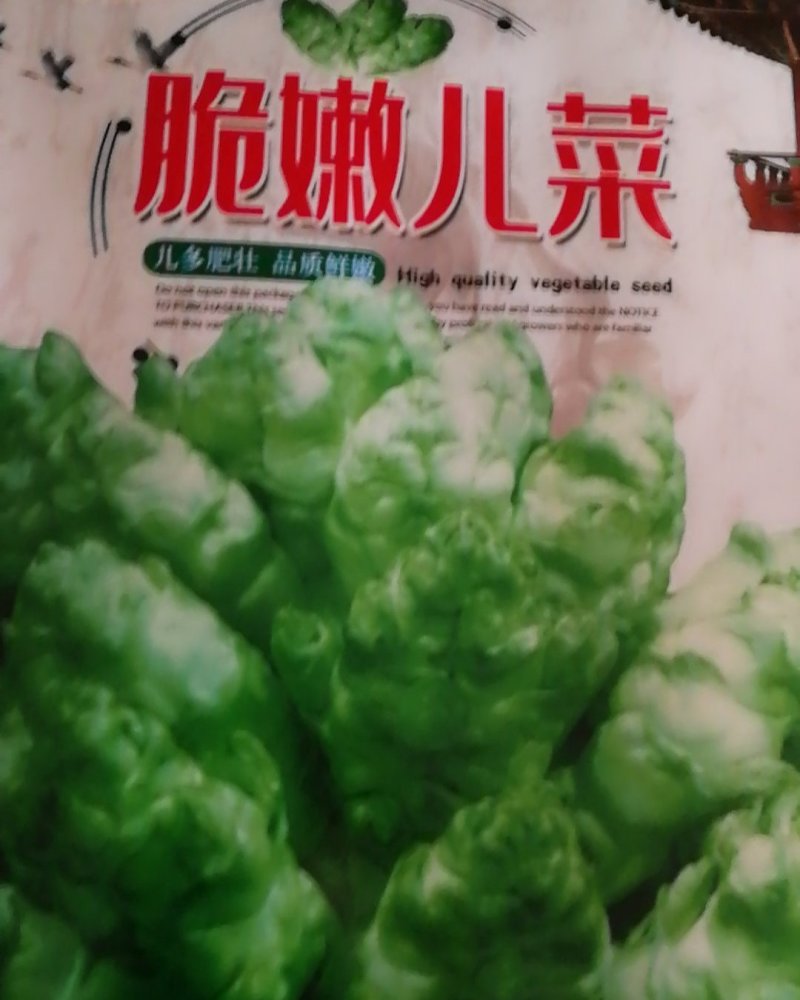 脆嫩儿菜中晚熟儿多肥壮品质鲜嫩味甜美无苦味肉白嫩脆优质。