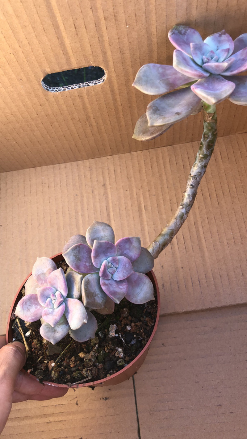 紫乐老桩，单头多头，多肉植物批发，多重多肉拼盘