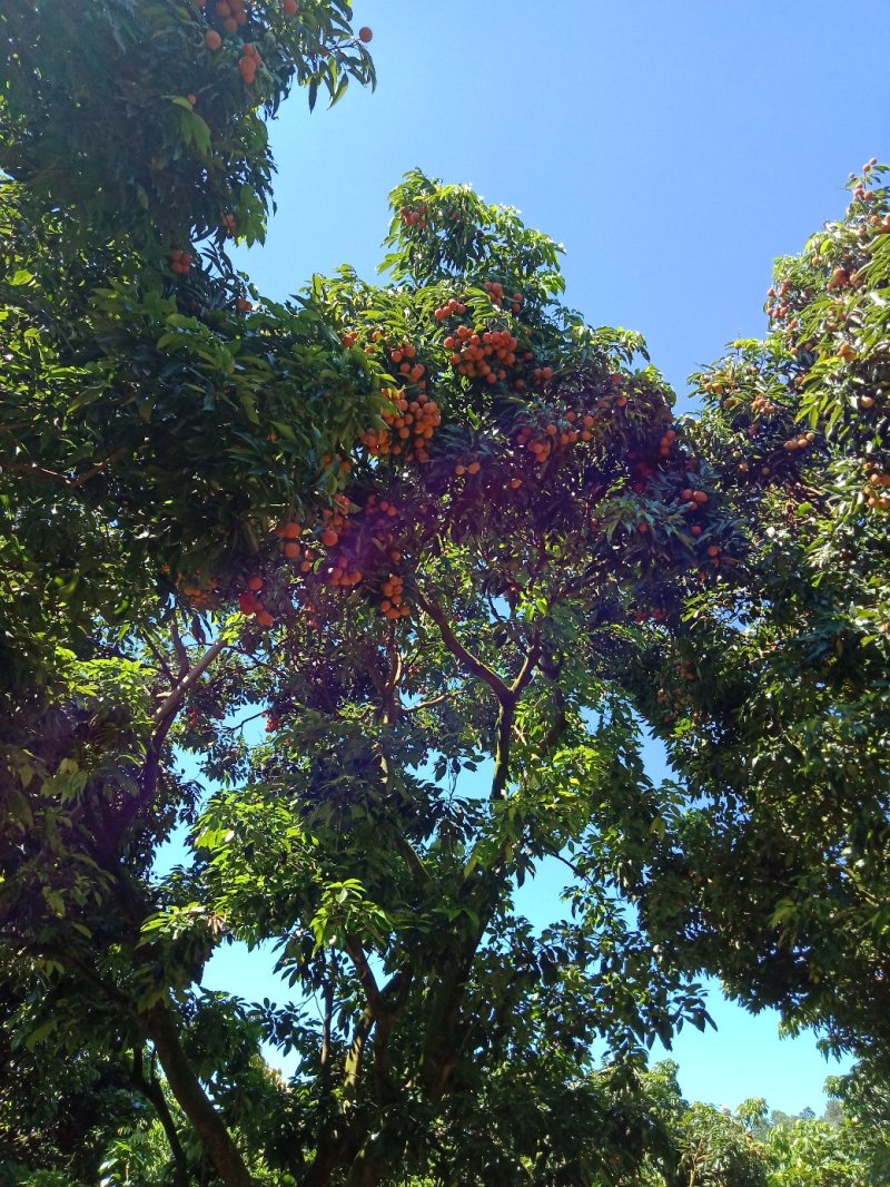 桂味荔枝