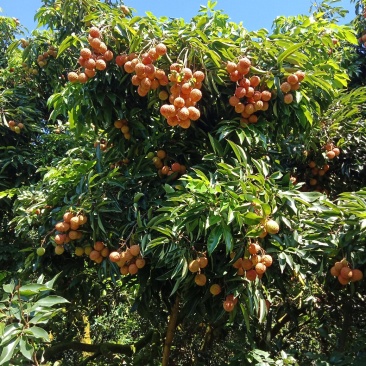 桂味荔枝