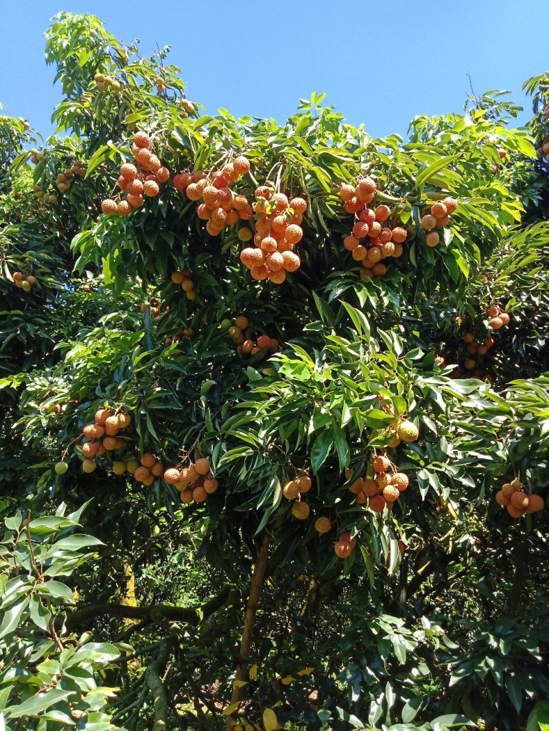 桂味荔枝