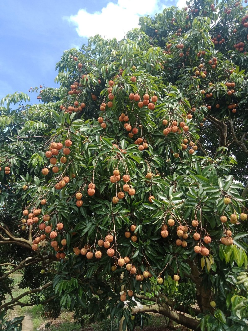 桂味荔枝
