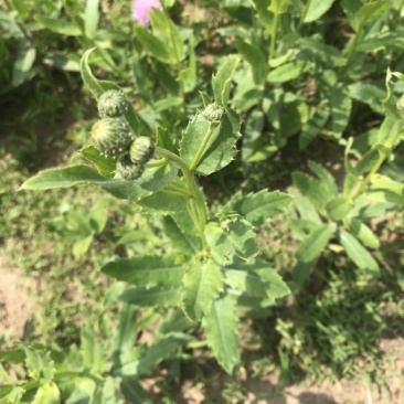 刺儿菜