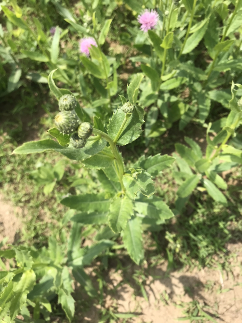 刺儿菜