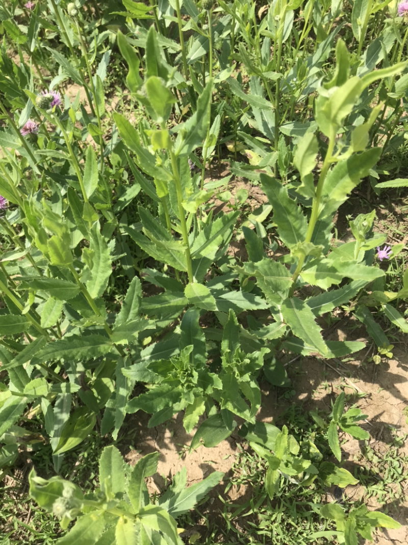 刺儿菜