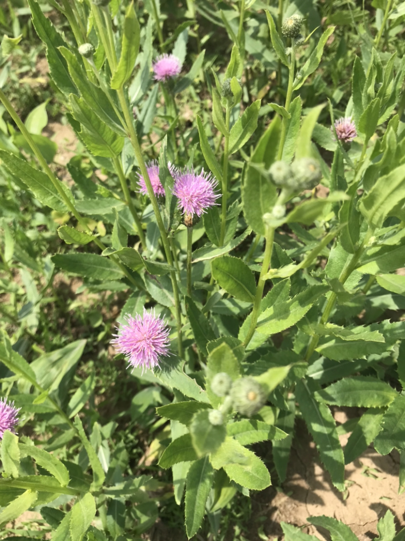 刺儿菜