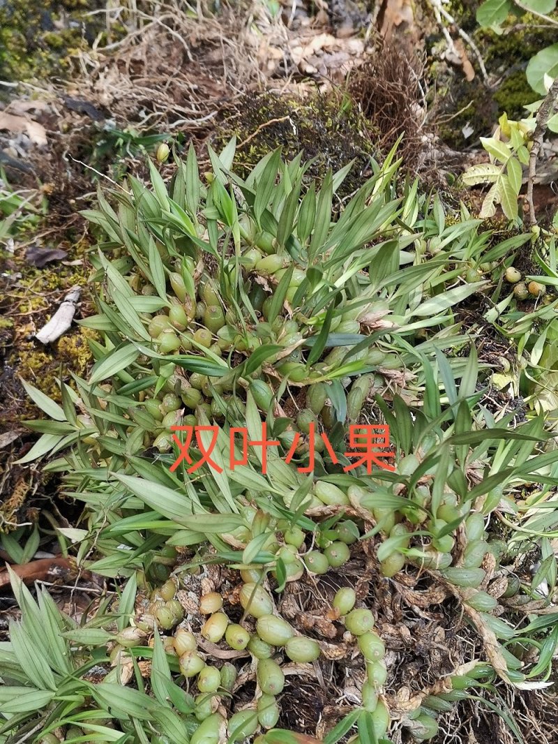 云南源产地新鲜石橄榄（双叶小果）中草药批发包邮