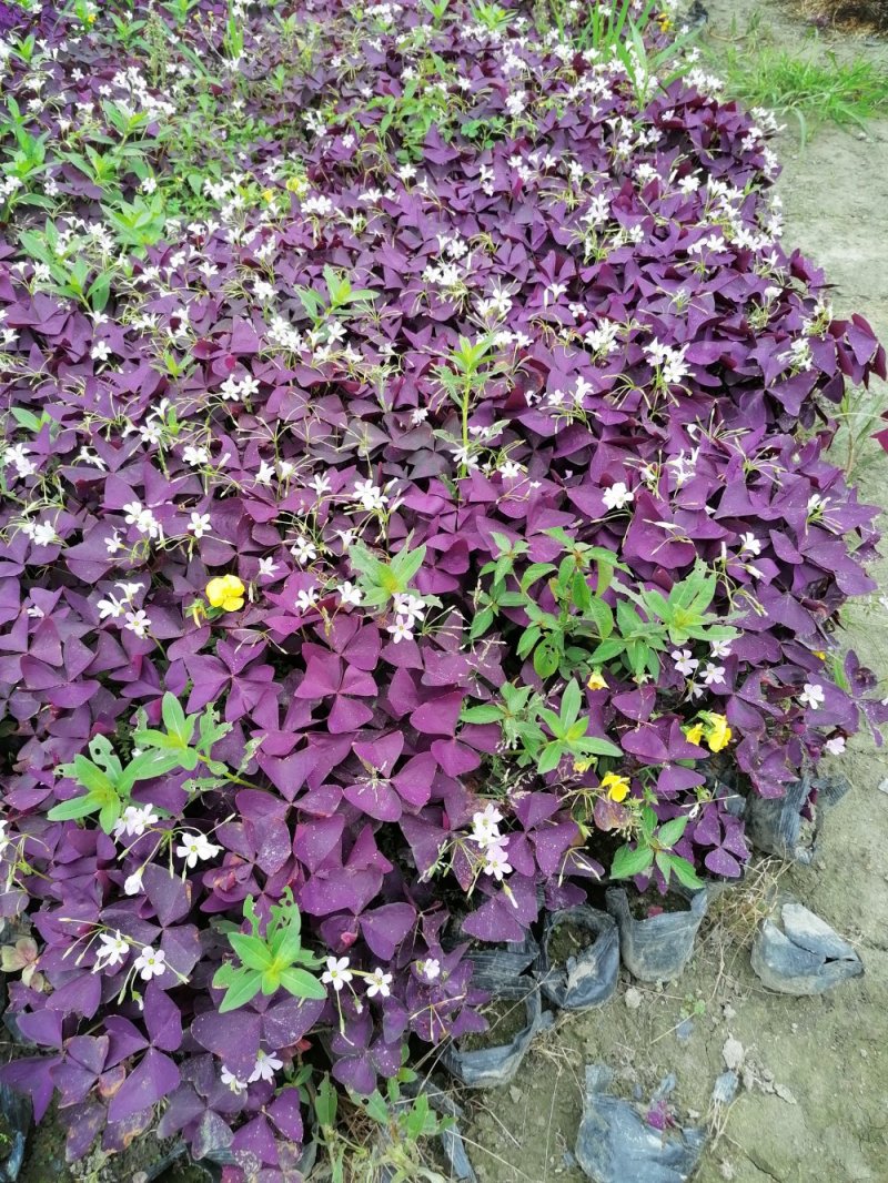 紫叶酢浆草出售，粉花紫叶酢浆草出售醡浆草批发