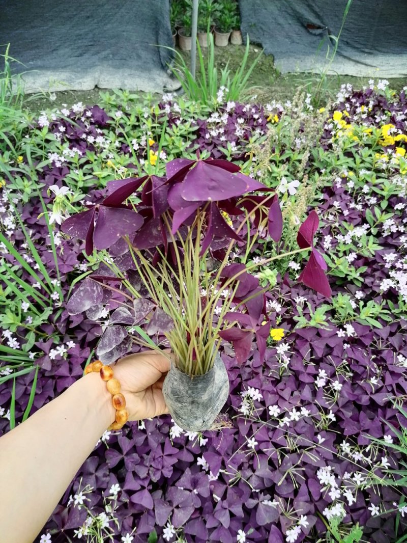 紫叶酢浆草出售，粉花紫叶酢浆草出售醡浆草批发
