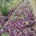 紫叶酢浆草出售，粉花紫叶酢浆草出售醡浆草批发