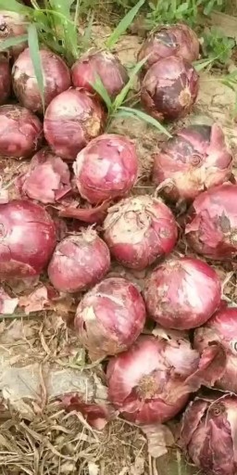 【紫皮洋葱】洋葱产地直供储存加工代购代销欢迎下单