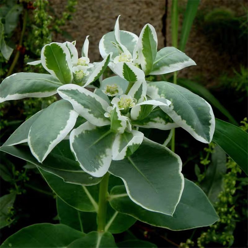 银边翠种子六月雪花种籽子四季种易活室外公园花海切花