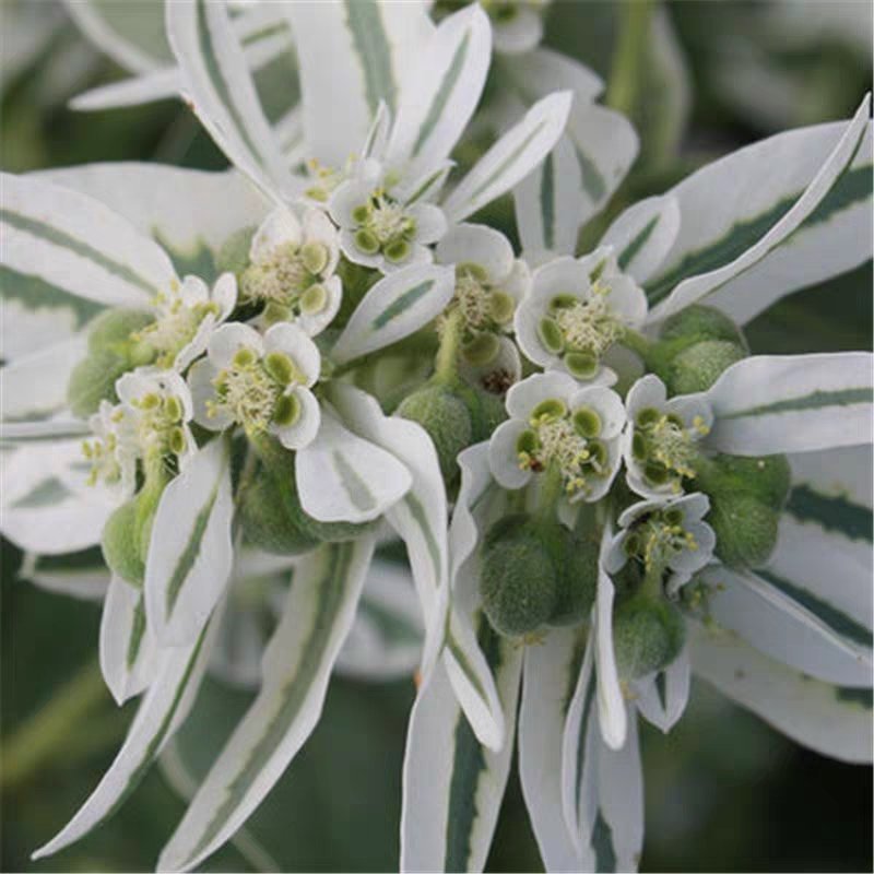 银边翠种子六月雪花种籽子四季种易活室外公园花海切花