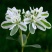银边翠种子六月雪花种籽子四季种易活室外公园花海切花