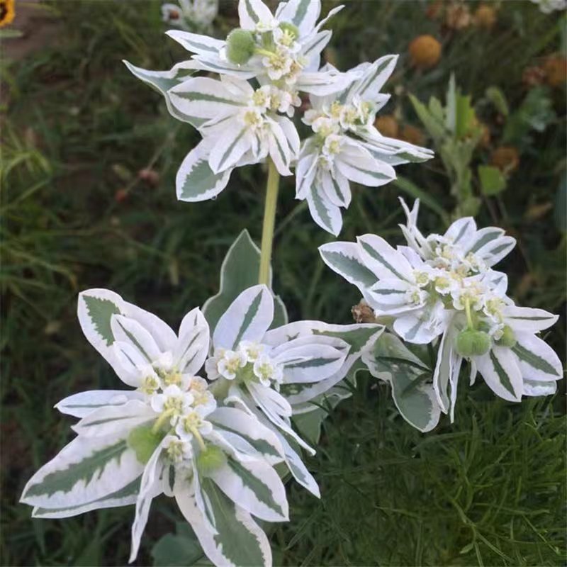 银边翠种子六月雪花种籽子四季种易活室外公园花海切花