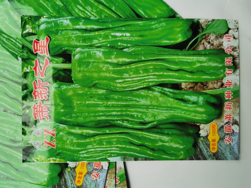 萧新之星大果薄皮辣椒种籽高产泡椒灯笼椒种