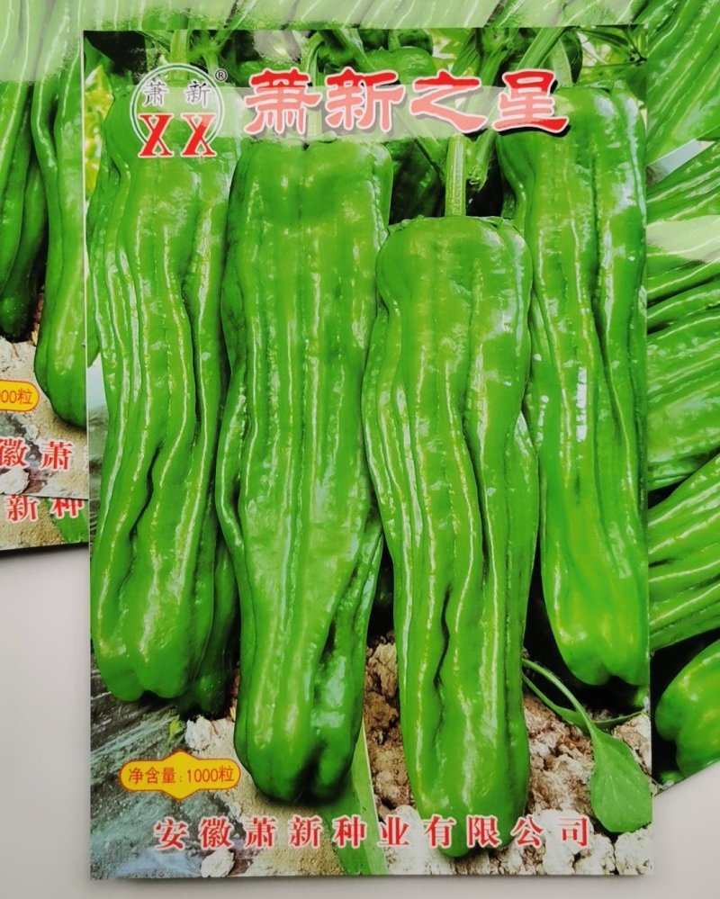 萧新之星大果薄皮辣椒种籽高产泡椒灯笼椒种