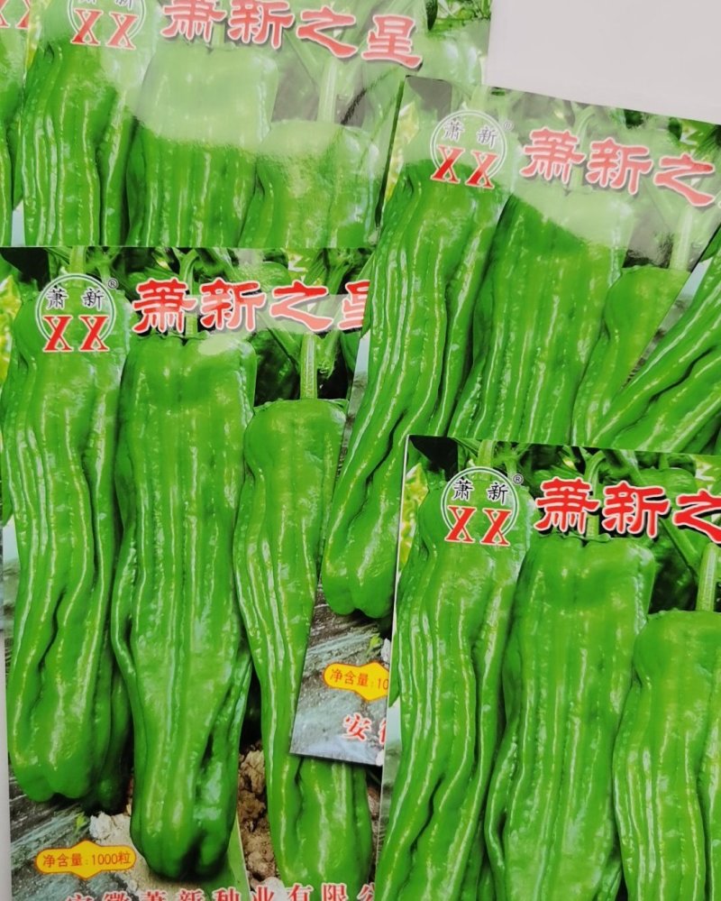 萧新之星大果薄皮辣椒种籽高产泡椒灯笼椒种