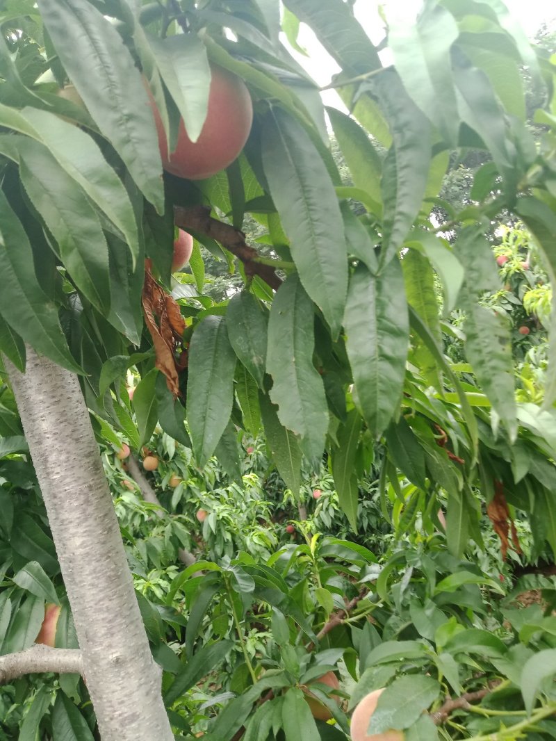 桃