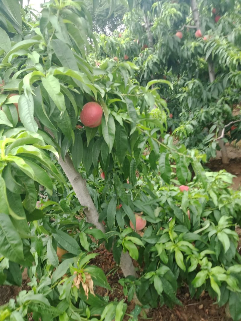 桃