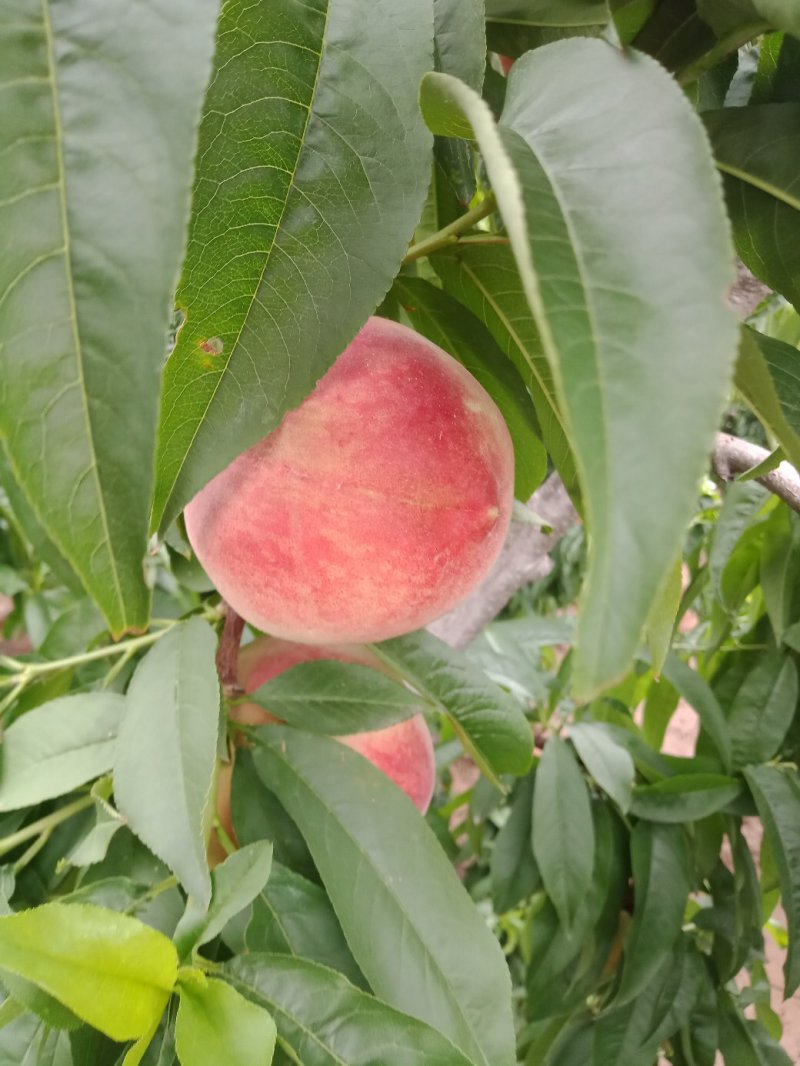 桃