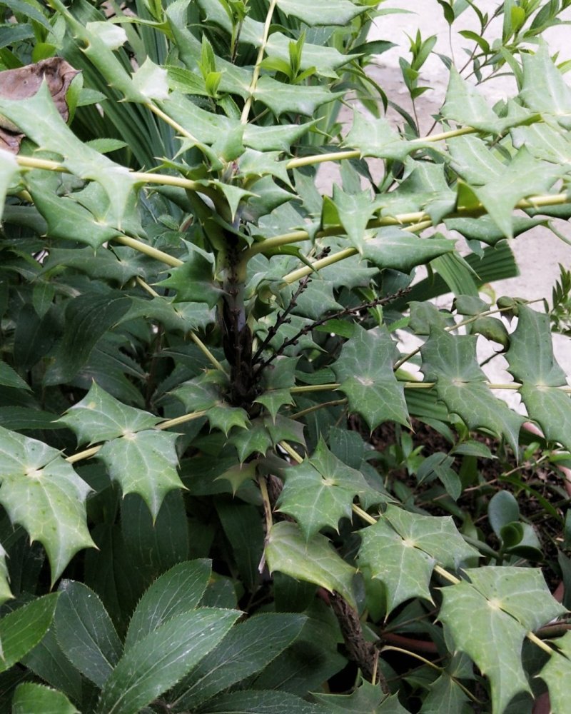 土黄莲，八角刺黄莲纯野生片干品产地直销，货量充足