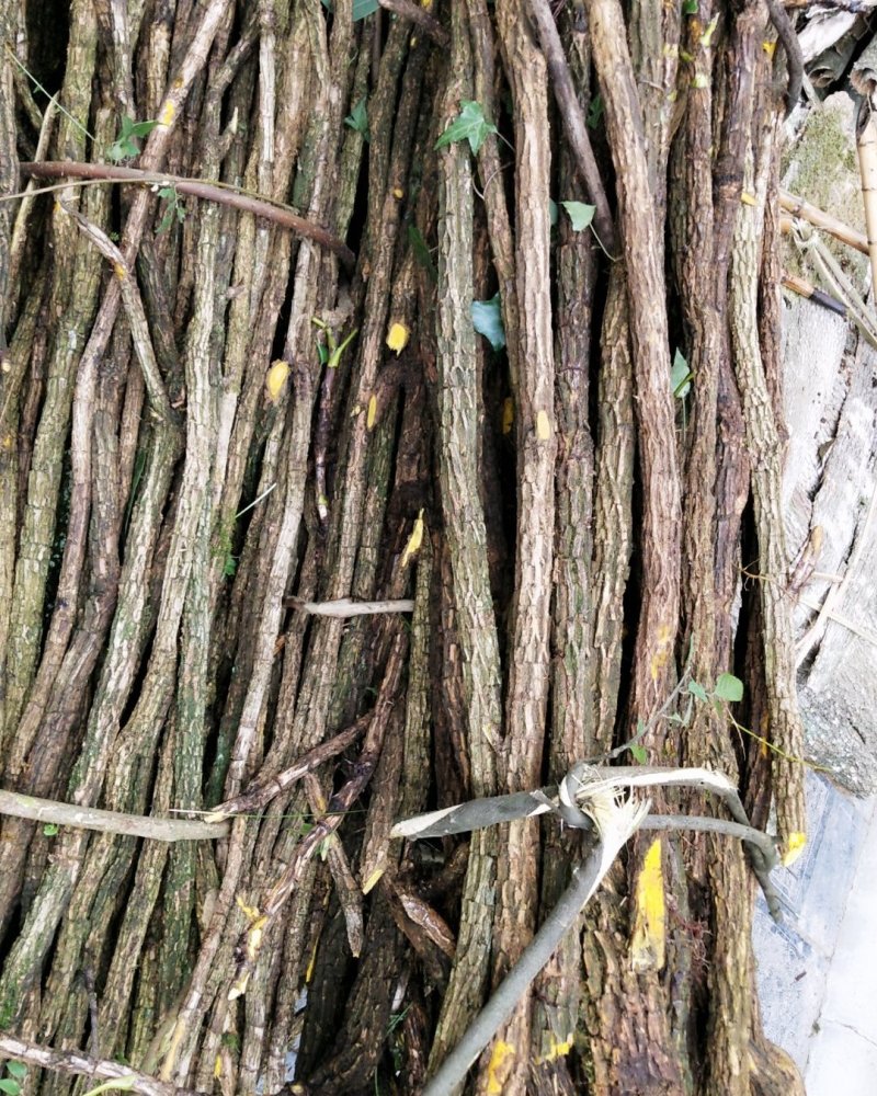 土黄莲，八角刺黄莲纯野生片干品产地直销，货量充足