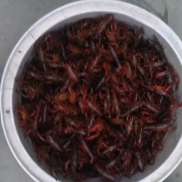 白洋淀清水龙虾