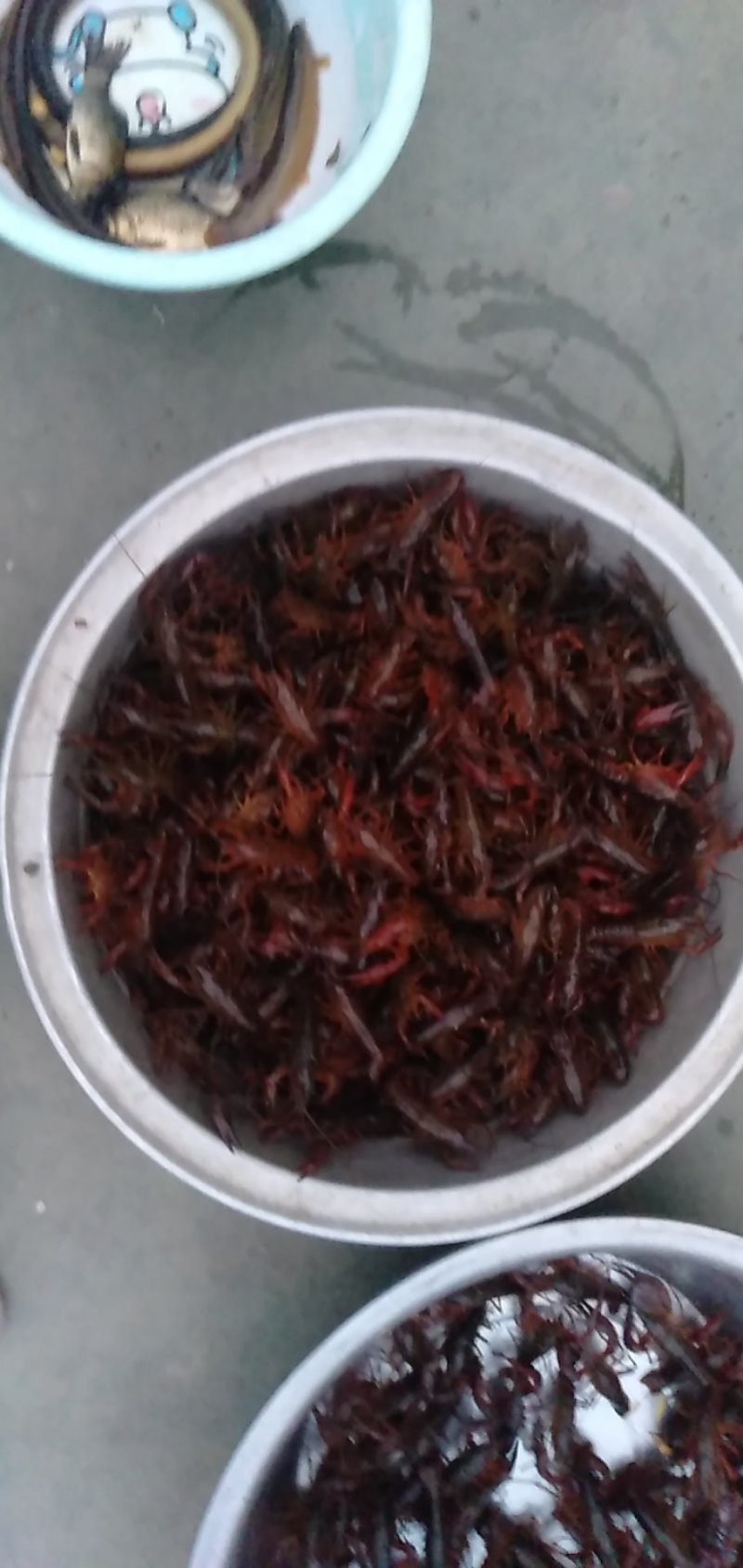白洋淀清水龙虾