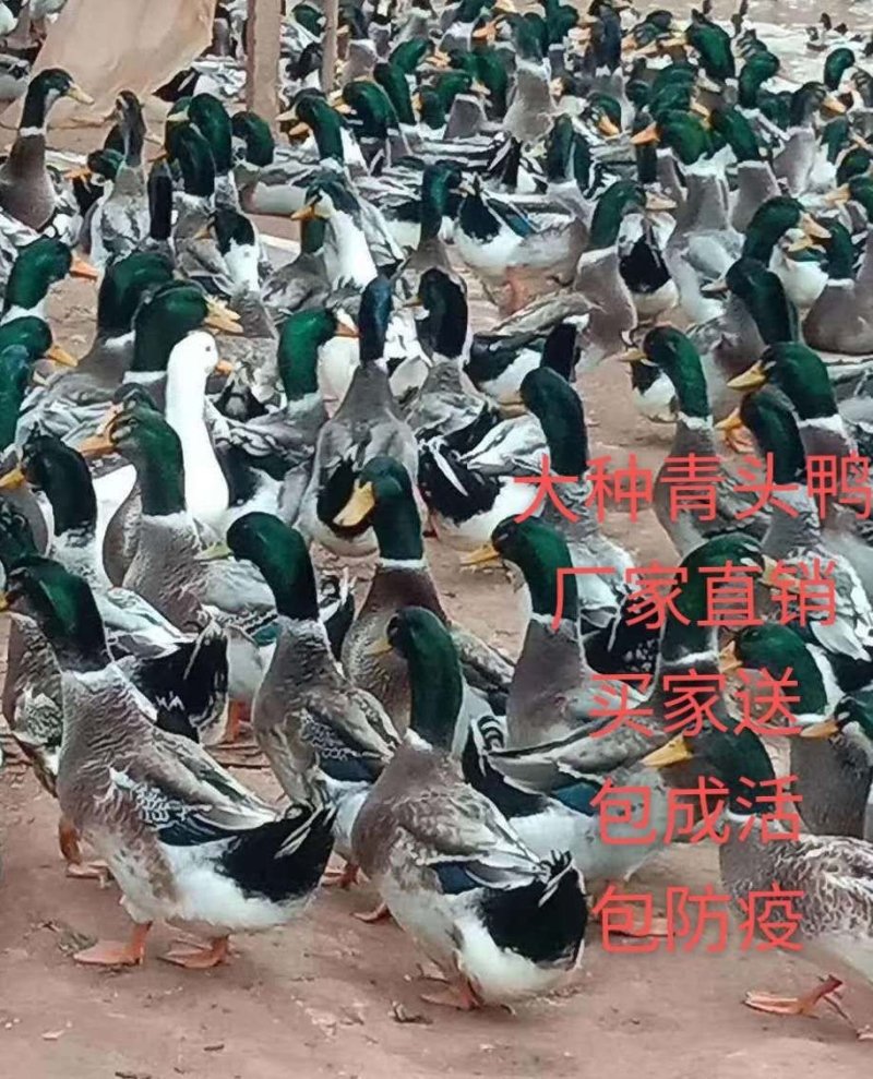 【厂家直销】大种麻鸭苗，麻鸭苗，产地直销防疫齐全货到付款