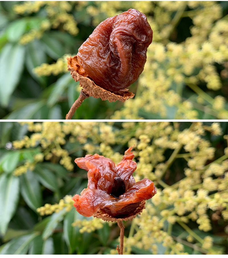 桂味荔枝干新货高州原产地包邮直发高州干荔枝