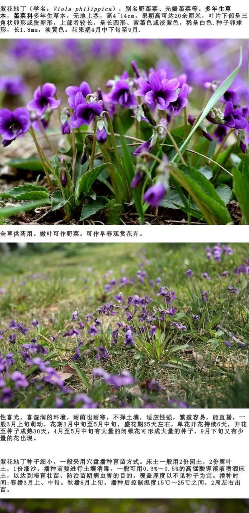 紫花地丁种子多年生花种籽子野堇菜花籽四季易活地被覆绿耐寒