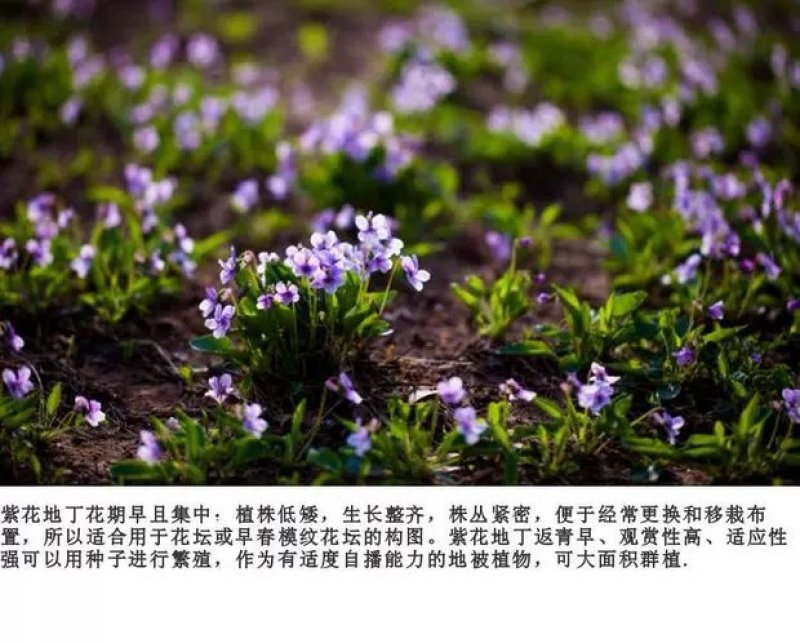 紫花地丁种子多年生花种籽子野堇菜花籽四季易活地被覆绿耐寒