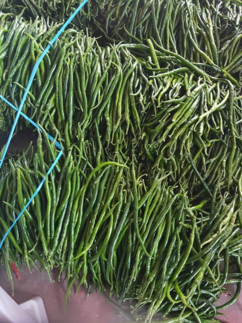 《推荐》精品鲜辣椒，线椒山东潍坊青州精品线椒便宜了辣椒