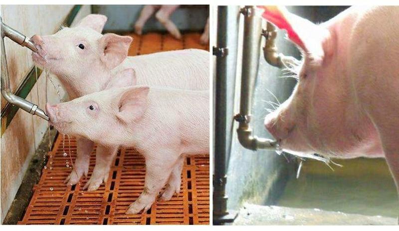 猪用饮水器猪水嘴304不锈钢加厚猪喝水嘴养猪场养殖设
