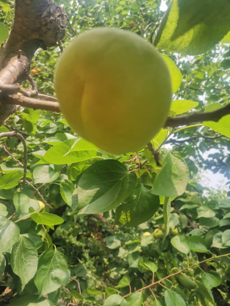 产地直供新鲜香白杏酸甜可口诚信经营，量大从优